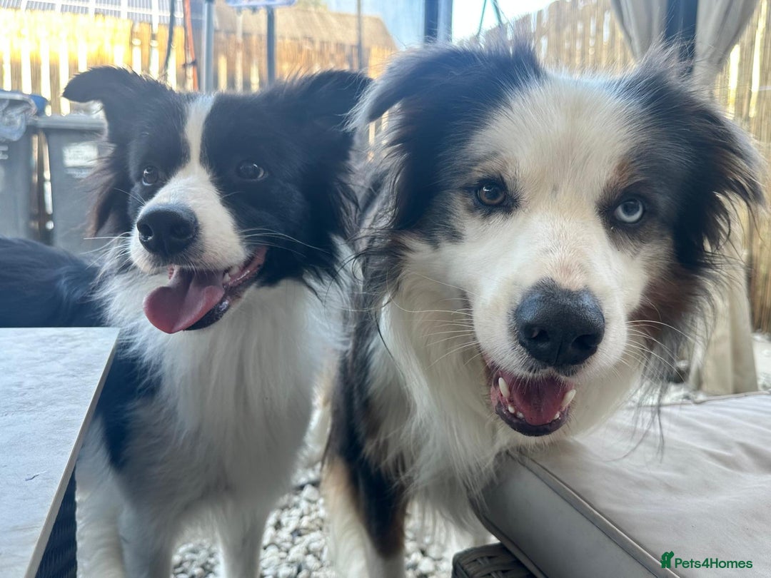 Border Collie dogs for sale: Stunning puppies from international champion line. - Advert 3
