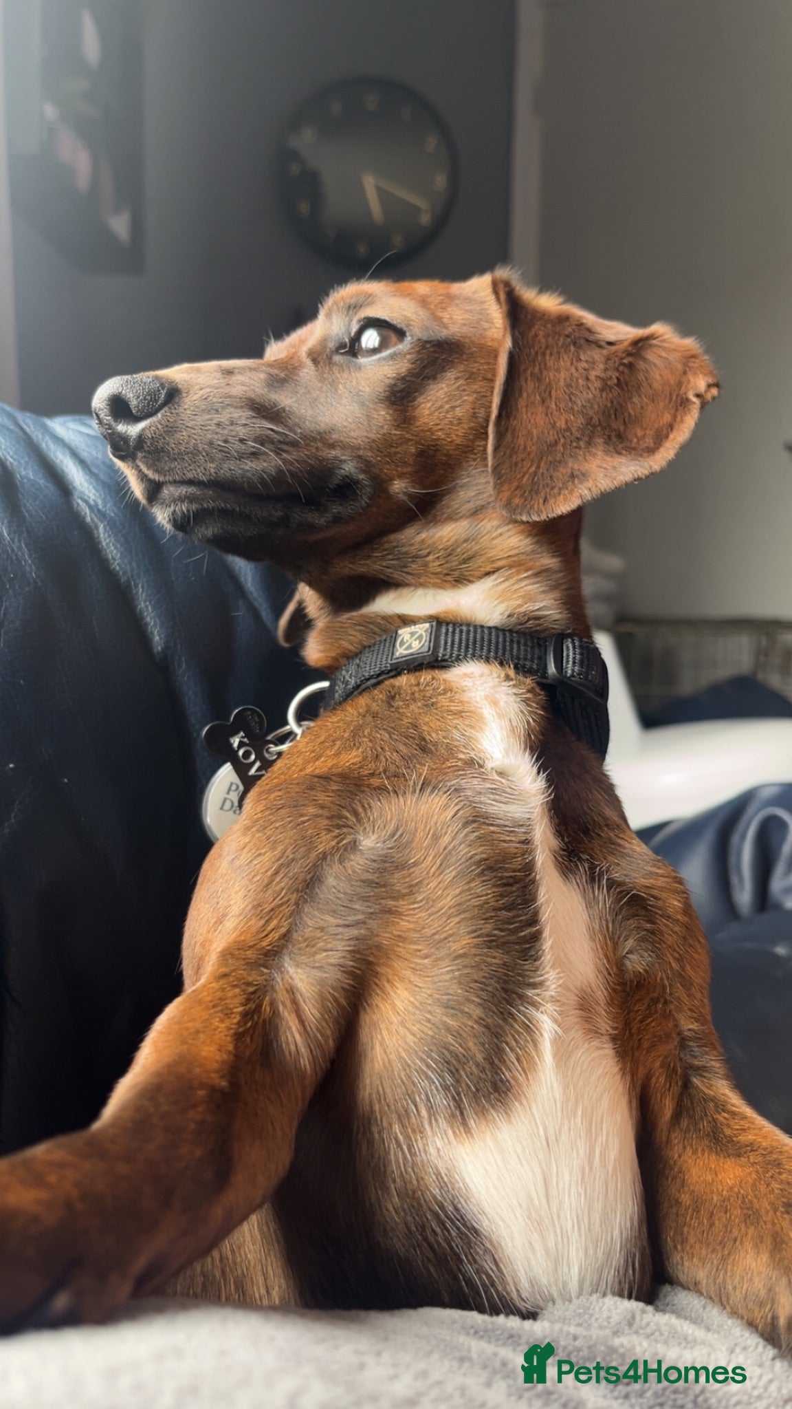 Miniature Dachshund dogs 11 month old, miniature, brindle dachshund  - Advert 13