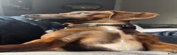 Miniature Dachshund dogs for sale: 11 month old, miniature, brindle dachshund  in Rotherham - Advert 2