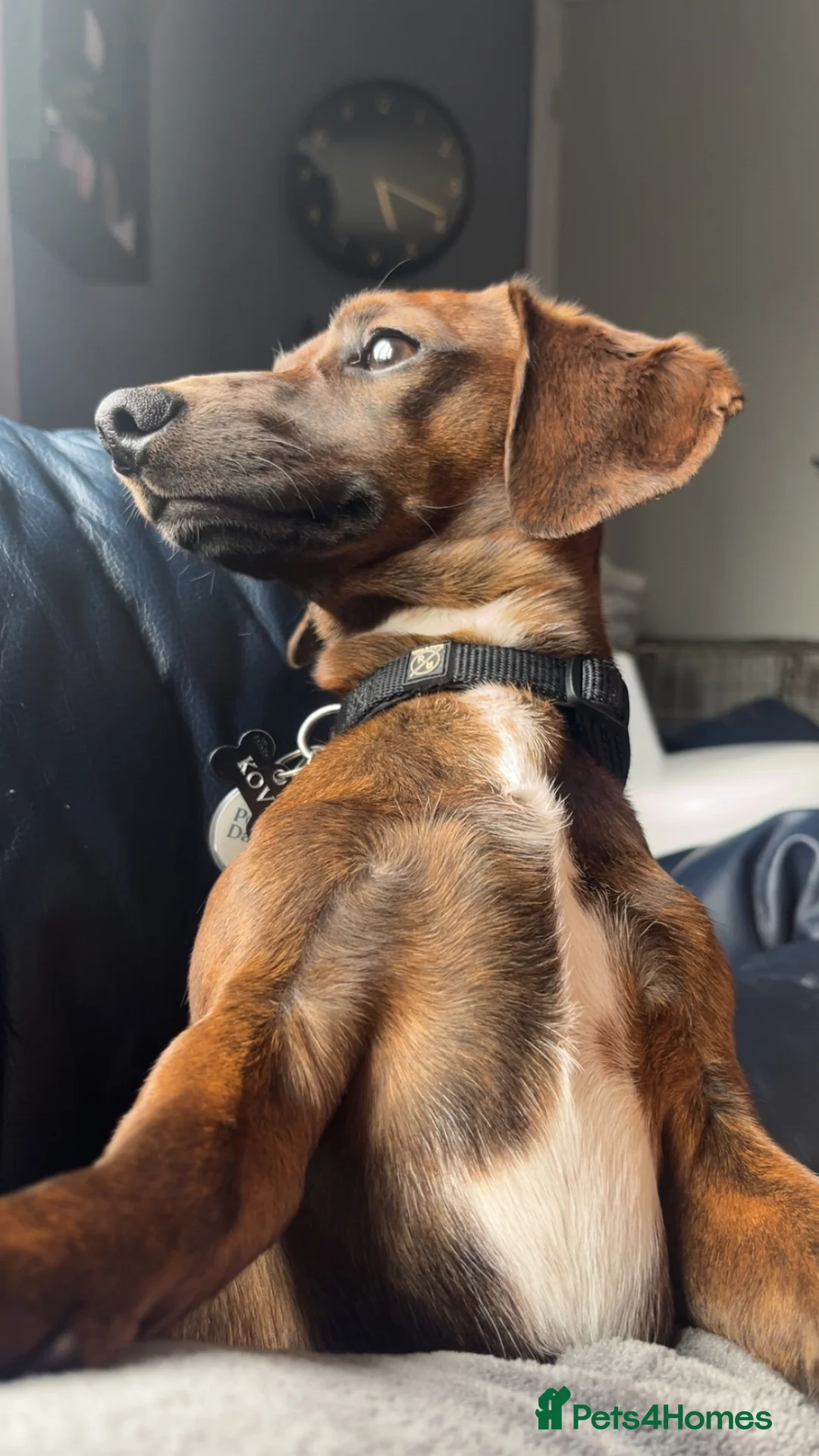 Miniature Dachshund dogs for sale: 11 month old, miniature, brindle dachshund  in Rotherham - Advert 2