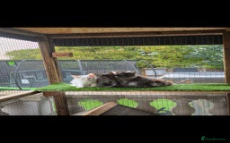 Maine Coon cats for sale: Pedigree XL Mainecoon kittens - Image 18