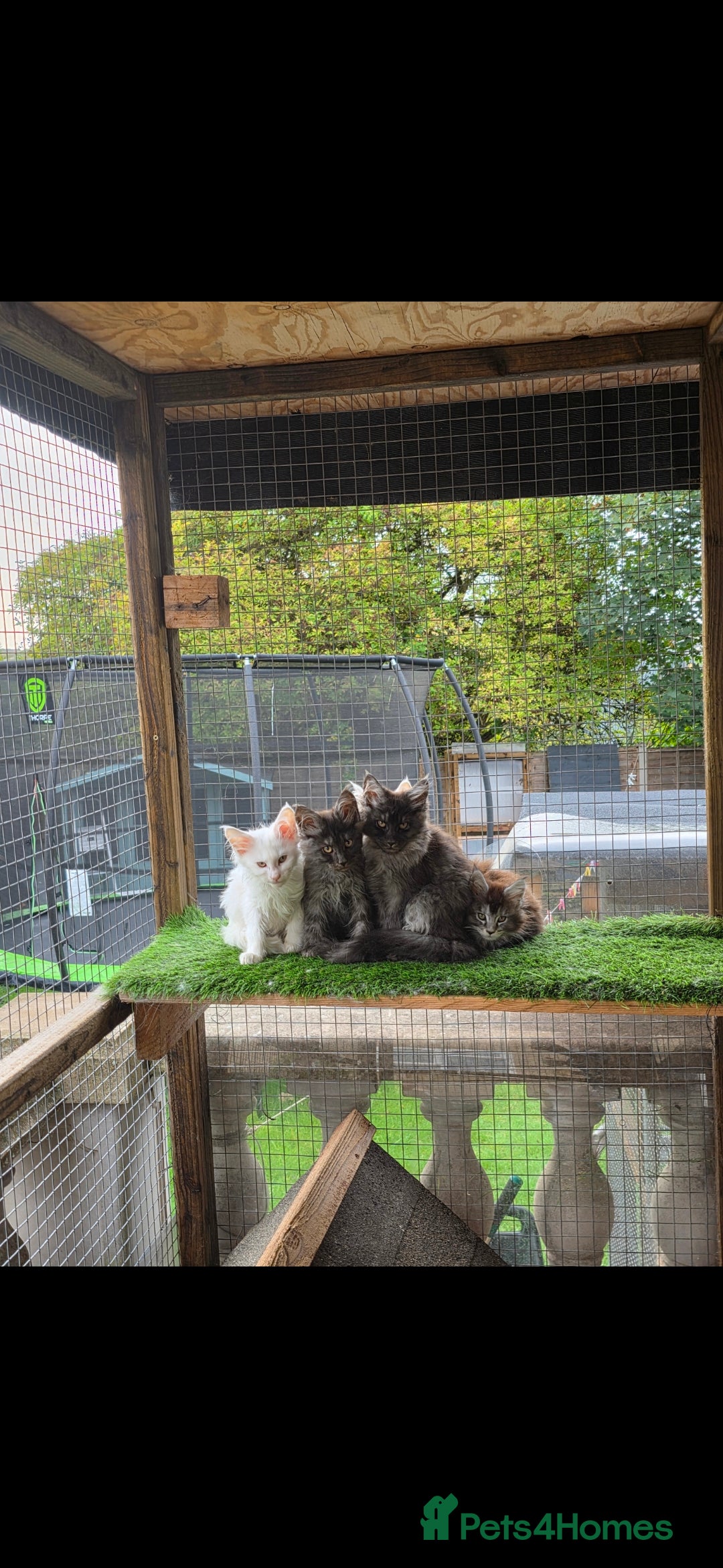Maine Coon cats for sale: Pedigree XL Mainecoon kittens - Image 18