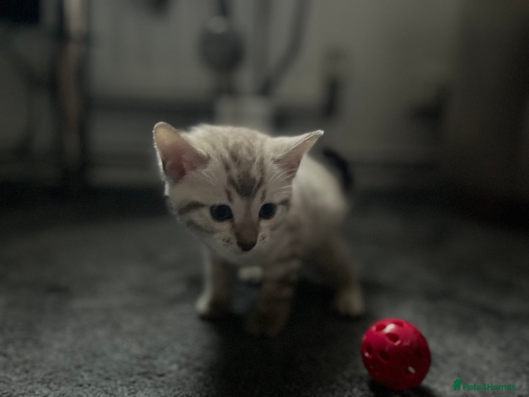 Bengal cats for sale: BIG BOY SNOW LYNX  - Advert 12