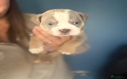 English Bulldog dogs for sale: new english bull dog - Image 13