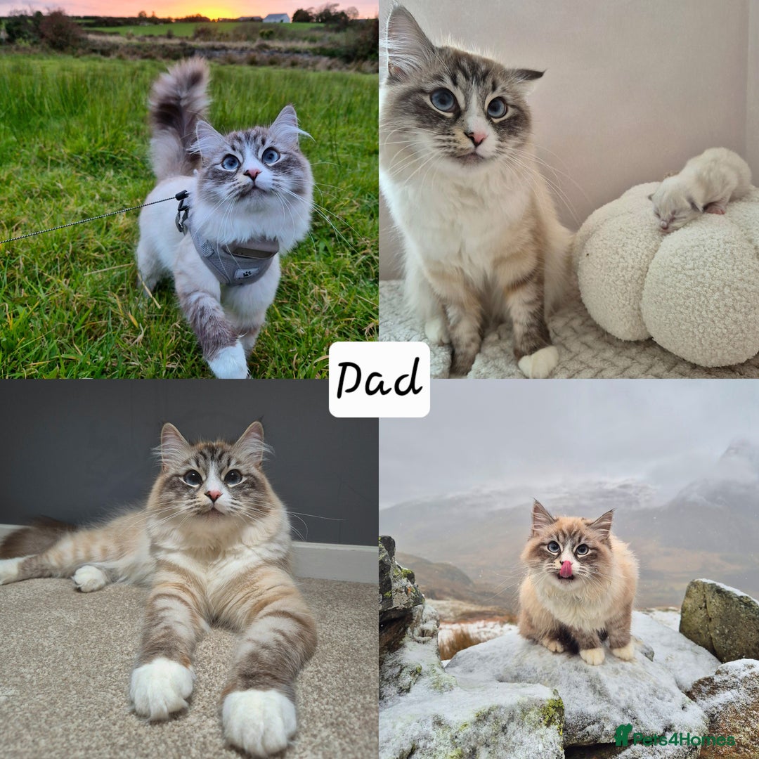 Mixed Breed cats for sale: Ragdoll × Siberian Neva Masquerade Kittens - Image 6