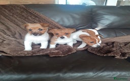 Jack Russell dogs for sale: Jackrussell pups - Advert 4
