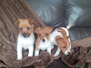 Jack Russell dogs Jackrussell boy pup - Advert 3