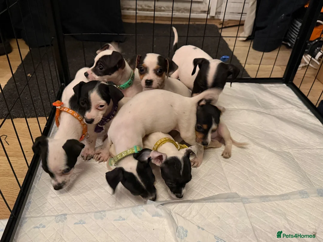 Jack Russell dogs for sale: Jack Russell puppies  in Epsom - Advert 7