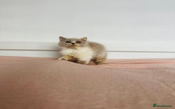 British Shorthair cats for sale: ChampionLine Kittens ready now  - Image 12