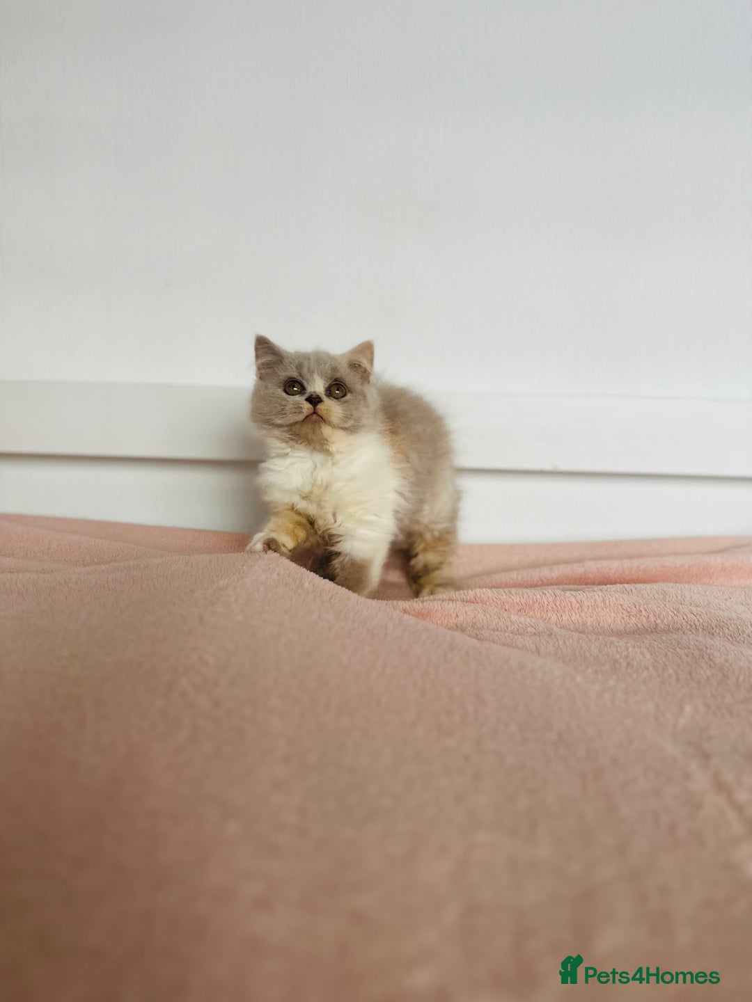 British Shorthair cats for sale: ChampionLine Kittens ready now  - Image 12