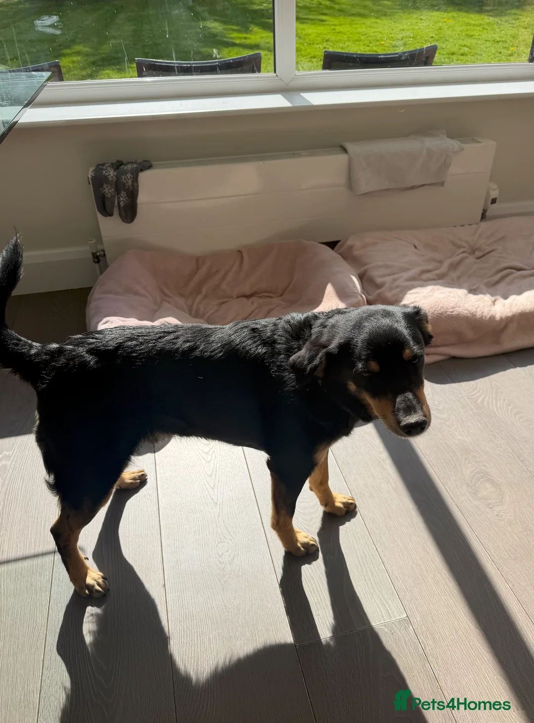 Mixed Breed dogs for adoption: Gatto - Advert 2