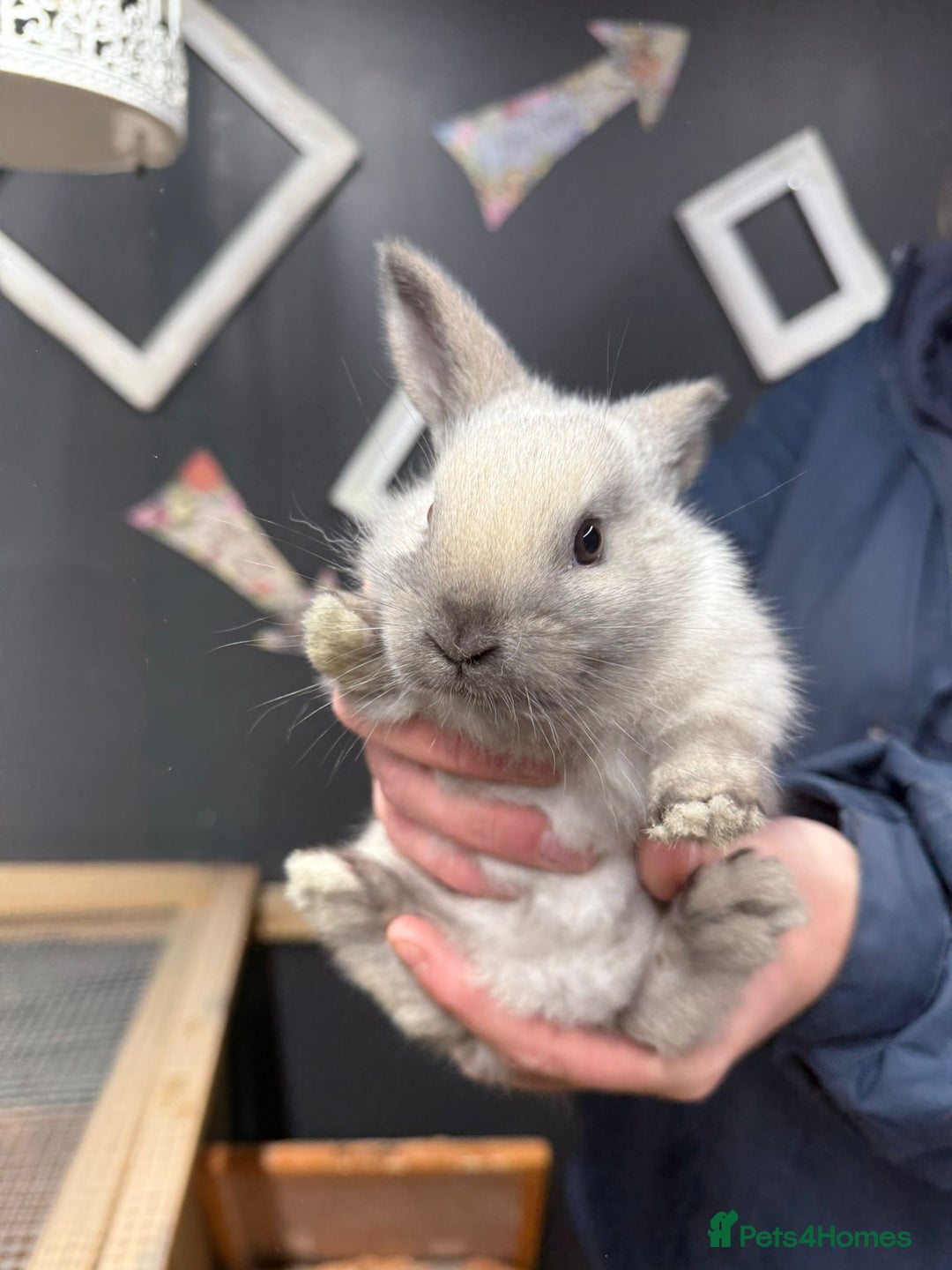 Rex rabbits for sale: 3 gorgeous babies bunny’s  - Advert 3