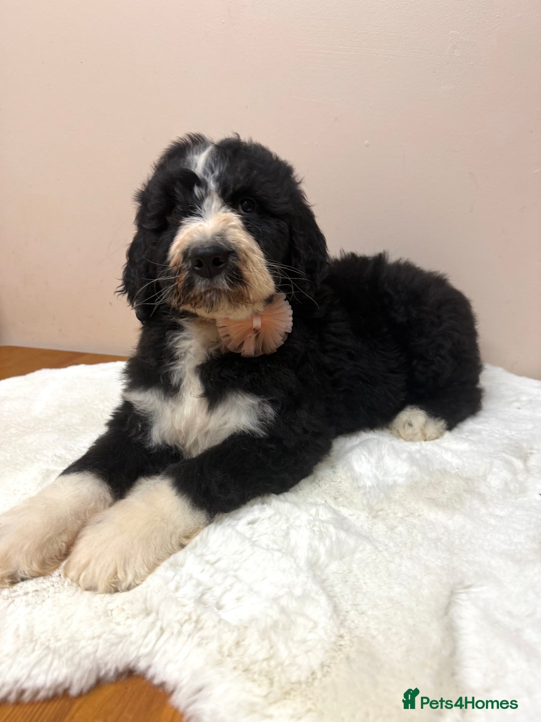 Bernedoodle dogs for sale: F1 Standard Bernerdoodles - Advert 4