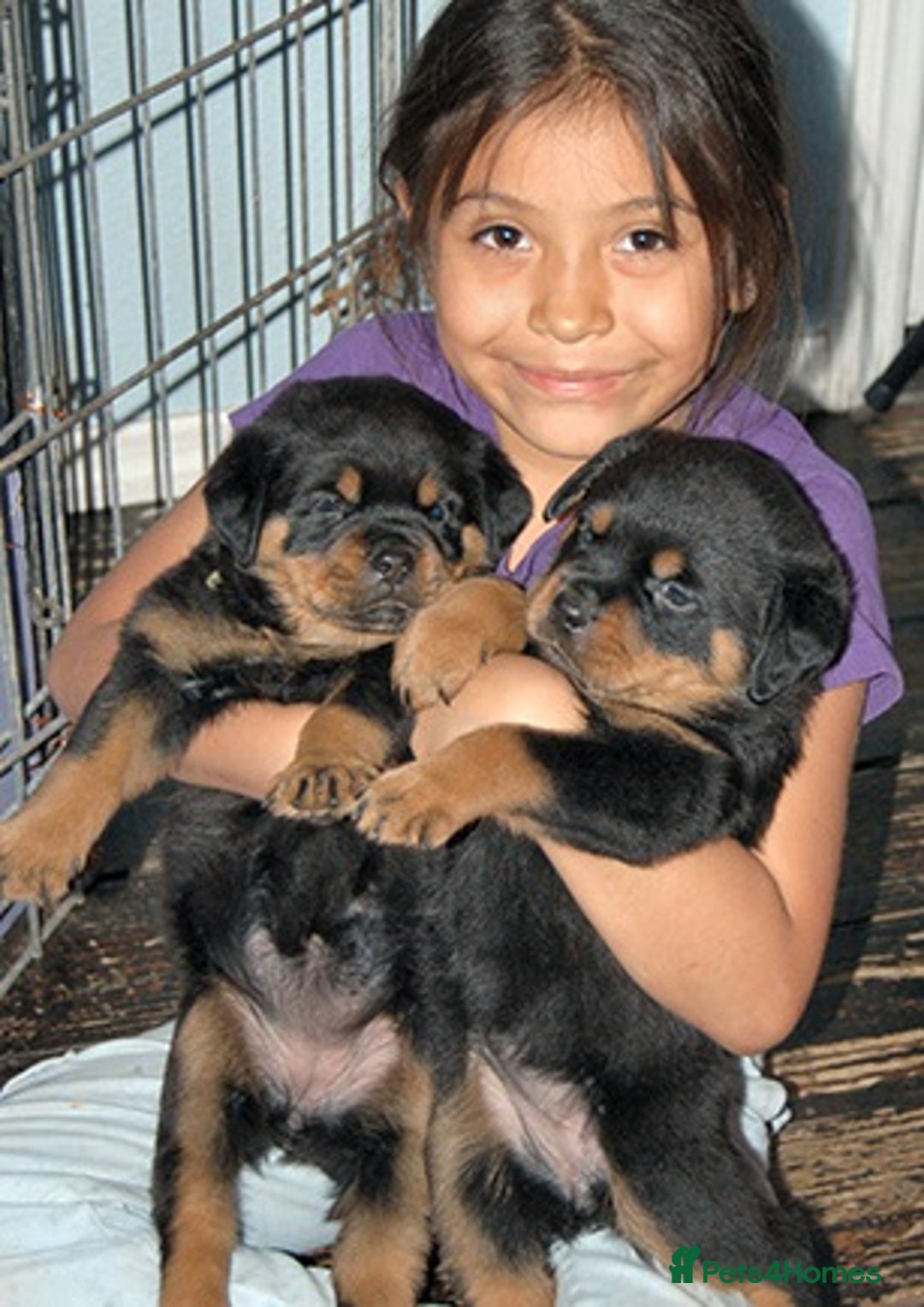 Rottweiler dogs for sale: Beautiful Rottweiler Puppies For Sale 🐾🖤 - Image 3