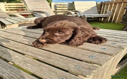 Cocker Spaniel dogs for sale: Cocker Spaniel puppies  - Image 10