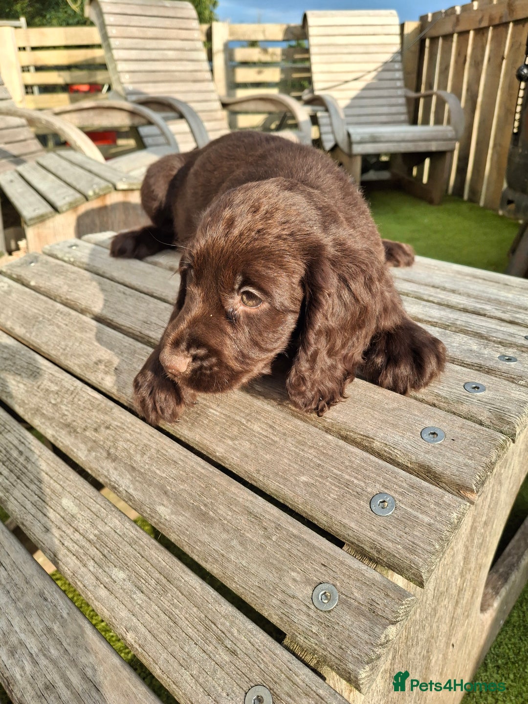 Cocker Spaniel dogs for sale: Cocker Spaniel puppies  - Image 10