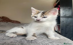American Shorthair cats for sale: KITTEN FOR SALE IN ENFIELD!!! - Image 2