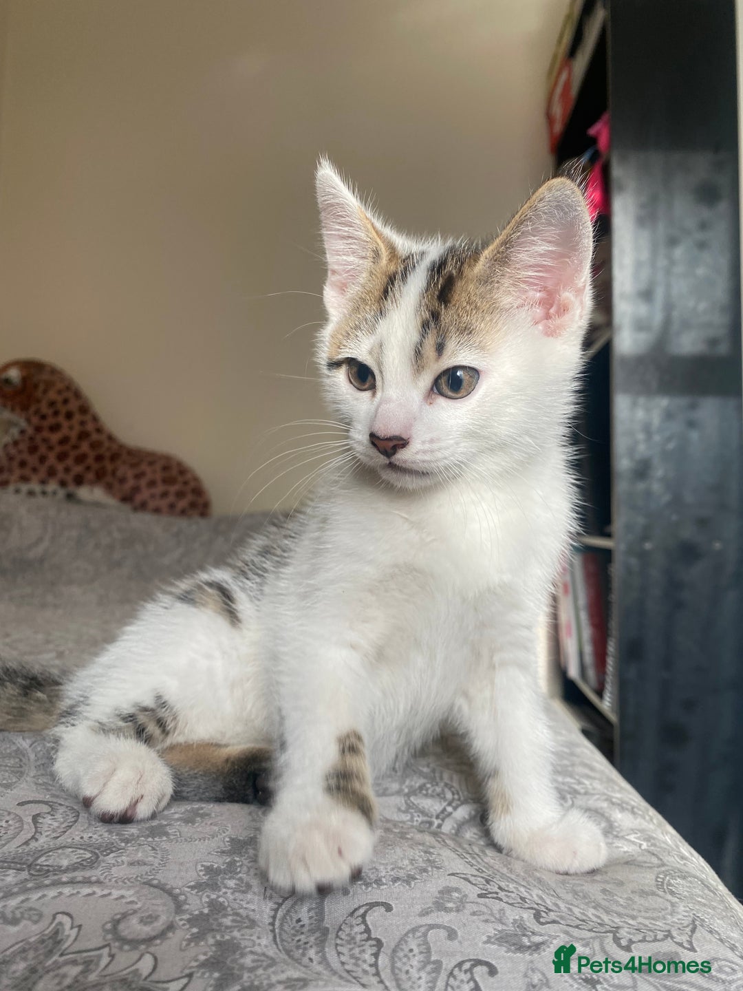 American Shorthair cats for sale: KITTEN FOR SALE IN ENFIELD!!! - Image 2