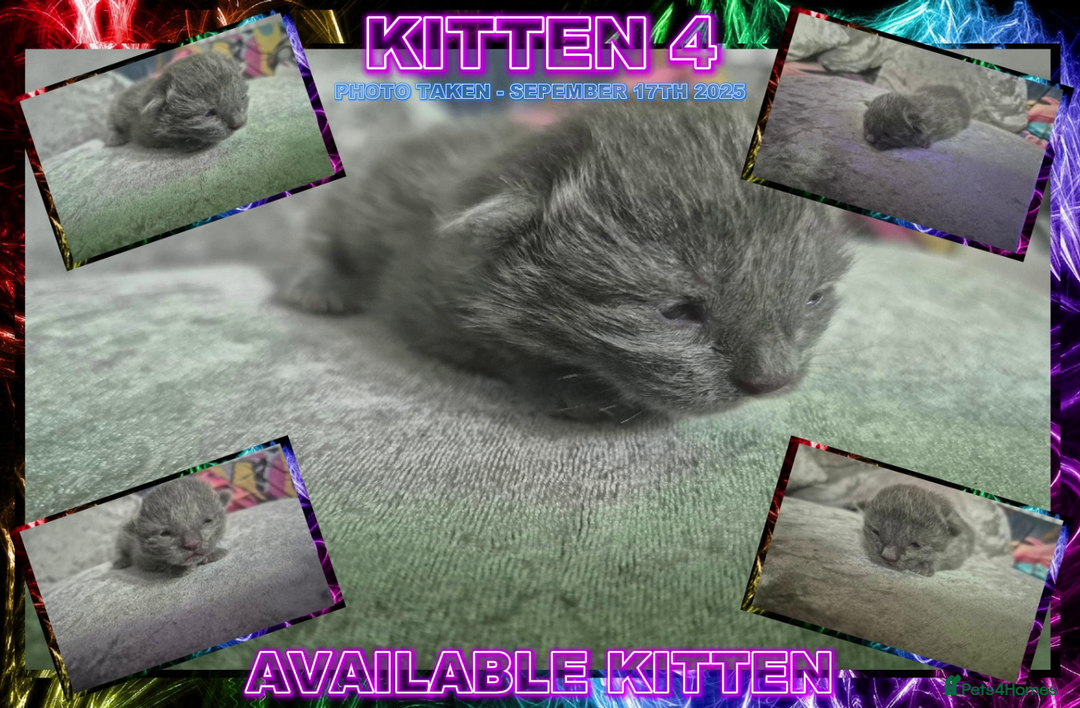 Mixed Breed cats for sale: Silver Bengal X Grey Tabby Kittens For Sale - Image 7