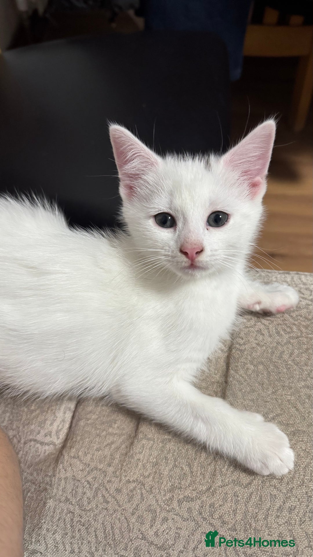 Mixed Breed cats for sale: Kittens looking for forever home - Advert 6