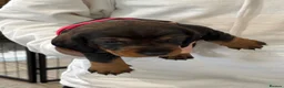 Dachshund dogs for sale: Standard Wired Haired Dachshund/ Teckel  - Advert 4