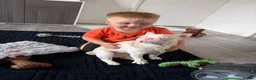 French Bulldog dogs for sale: Beautiful albino male  - Advert 4