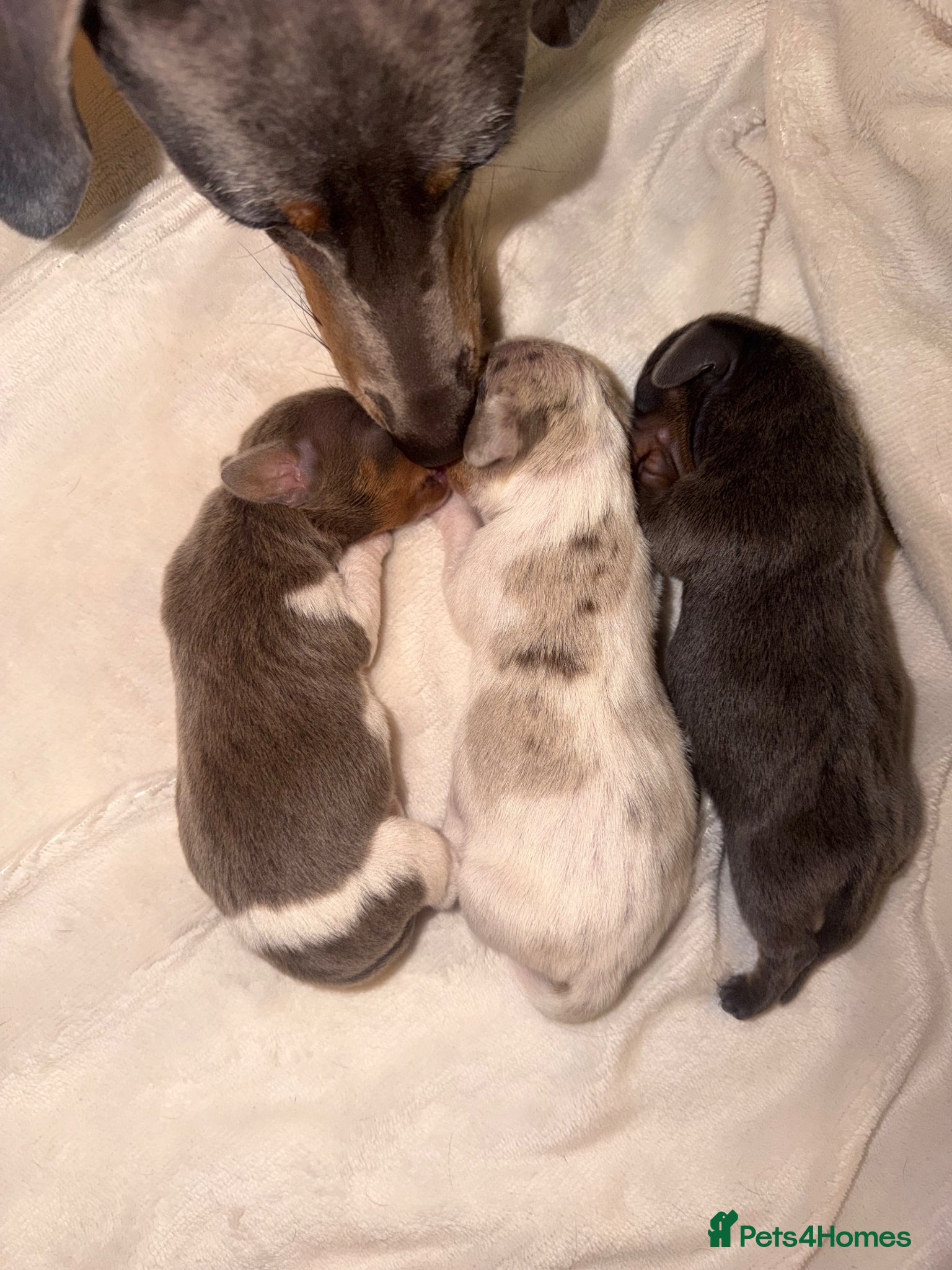 Dachshund dogs ✨🐾Exceptional Dachshund Puppies-Rare Colours🐾✨ - Advert 17