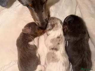 Dachshund dogs ✨🐾Exceptional Dachshund Puppies-Rare Colours🐾✨ - Advert 17