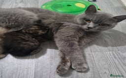 British Shorthair cats for sale: Stunning stripy British shorthair in Eastbourne - Image 6