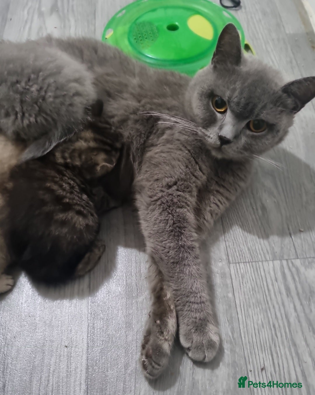 British Shorthair cats for sale: Stunning stripy British shorthair in Eastbourne - Image 6