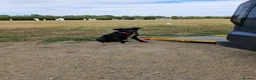 Mixed Breed dogs for sale: 1 yr old Collie x Labrador Bitch - Advert 2