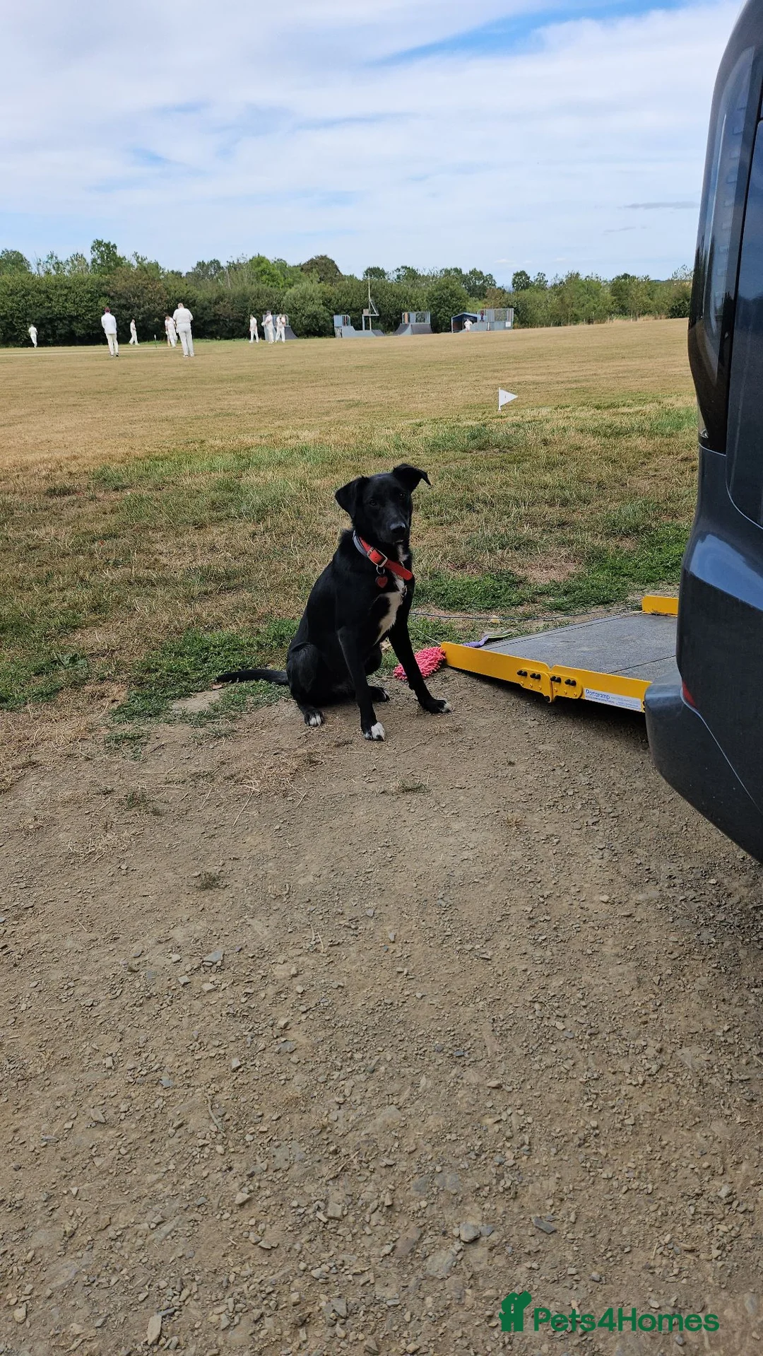 Mixed Breed dogs for sale: 1 yr old Collie x Labrador Bitch - Advert 2