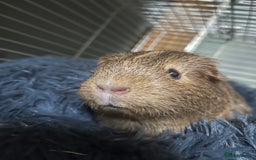 Guinea Pig rodents for sale: 2 female guinea pigs  - Advert 6