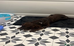 Cocker Spaniel dogs for stud: 🌟B CHOCOLATE COCKER SPANIEL STUD AVAILABLE NOW🌟 - Advert 7