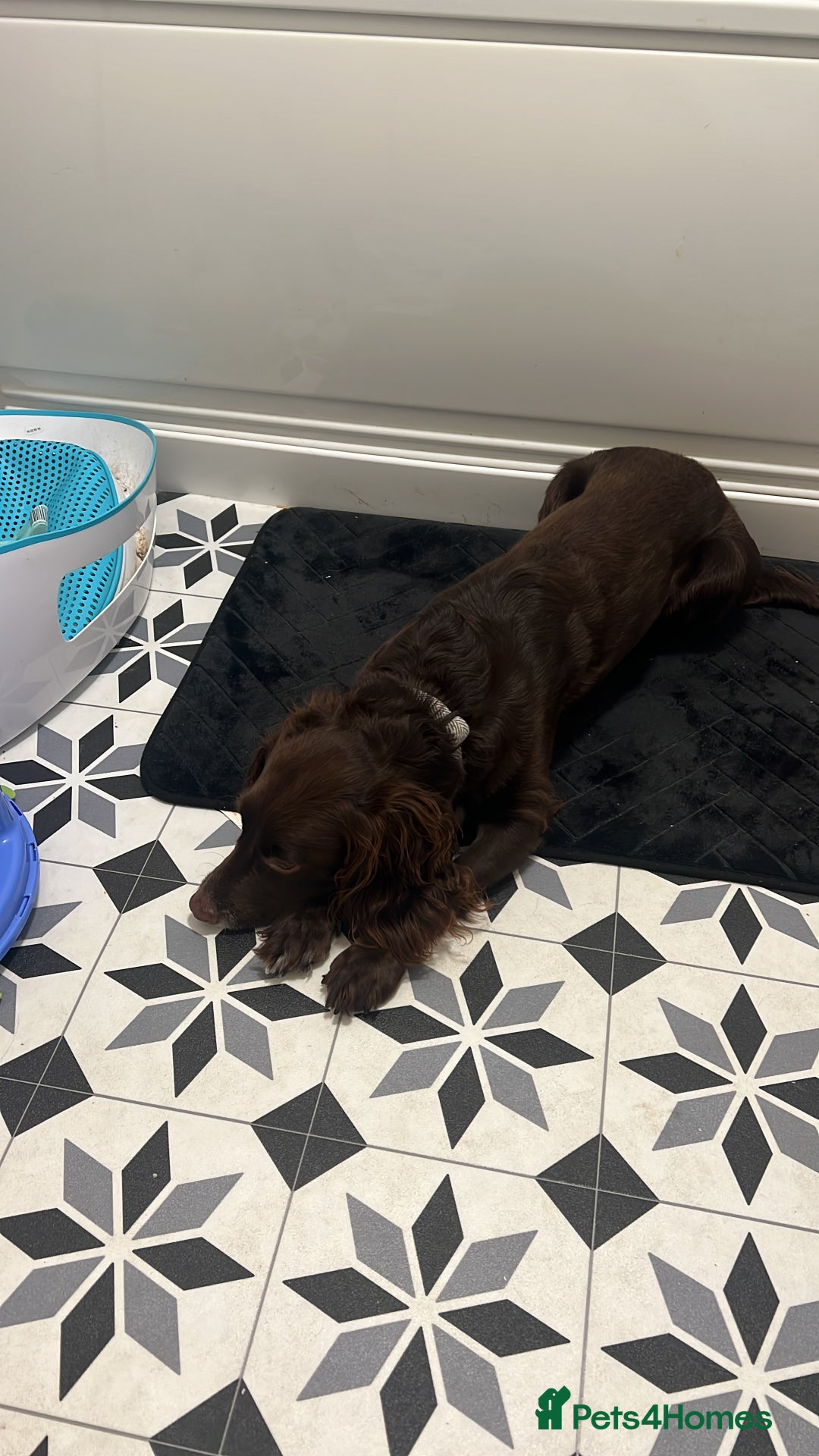 Cocker Spaniel dogs for stud: 🌟B CHOCOLATE COCKER SPANIEL STUD AVAILABLE NOW🌟 - Advert 7