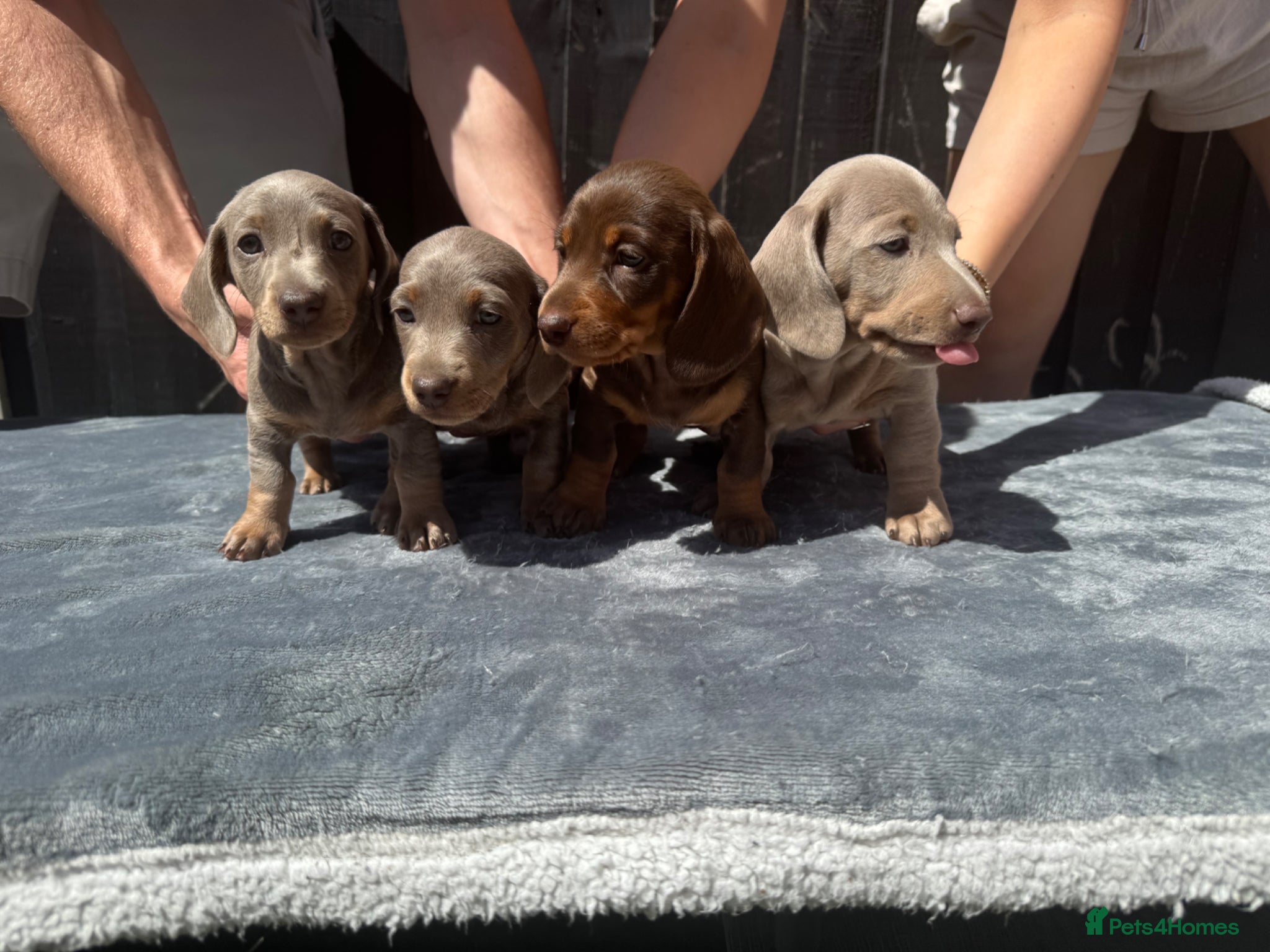 Miniature Dachshund dogs Miniature Dachshunds - Advert 12