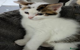 Siberian cats for sale: Urgent sale - Siberian kitten  - Image 11