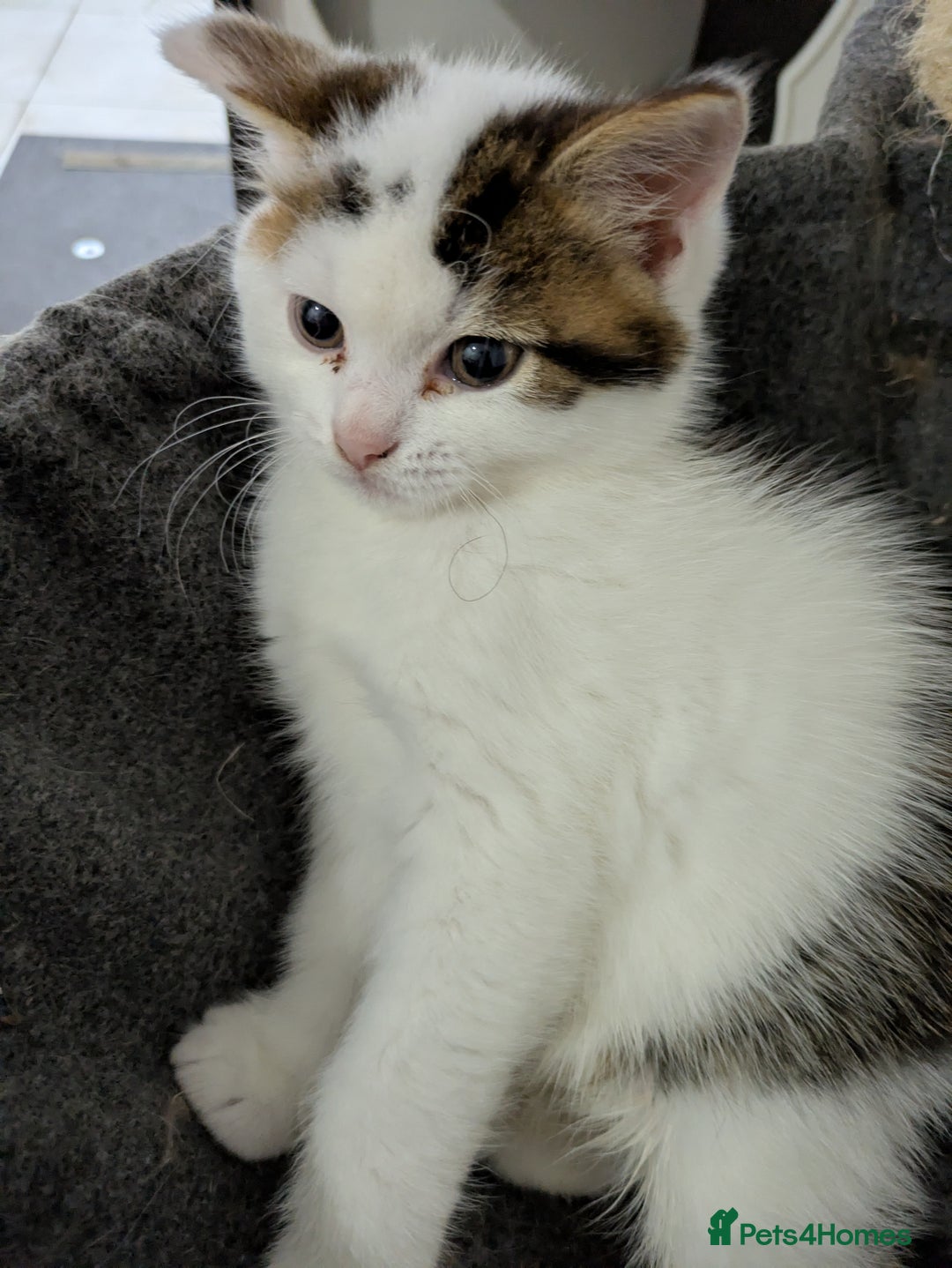 Siberian cats for sale: Urgent sale - Siberian kitten  - Image 11