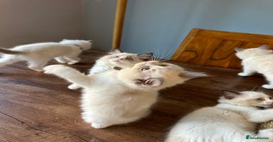 Ragdoll cats - Advert 3