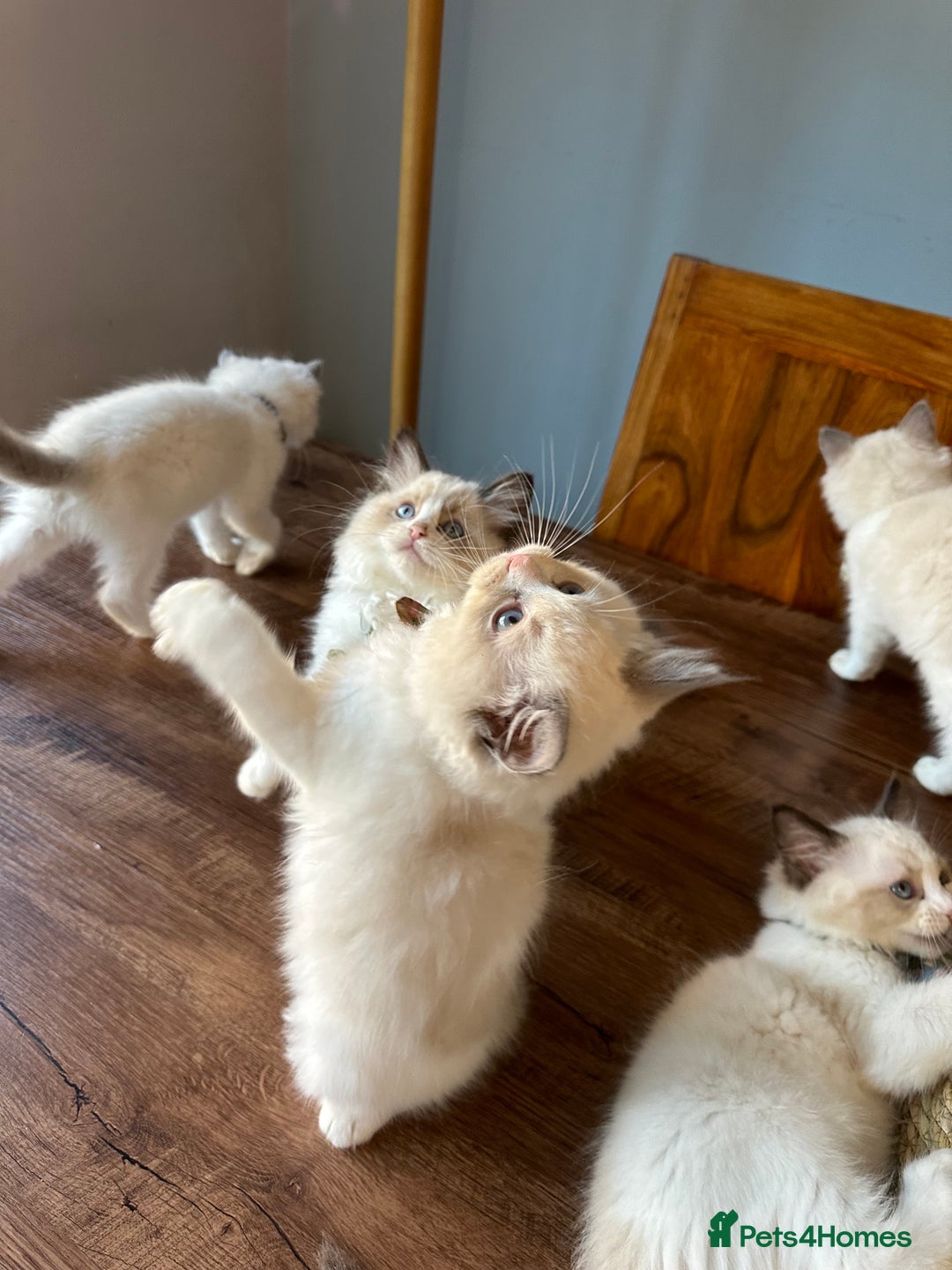 Ragdoll cats for sale: TICA Registered Ragdoll Kittens - Advert 13