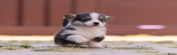Welsh Corgi Pembroke dogs for sale: Show quality Pembrokeshire corgi READY NOW!!! - Advert 21