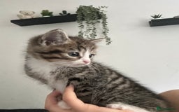 Mixed Breed cats for sale: Mixed Kittens - Image 10