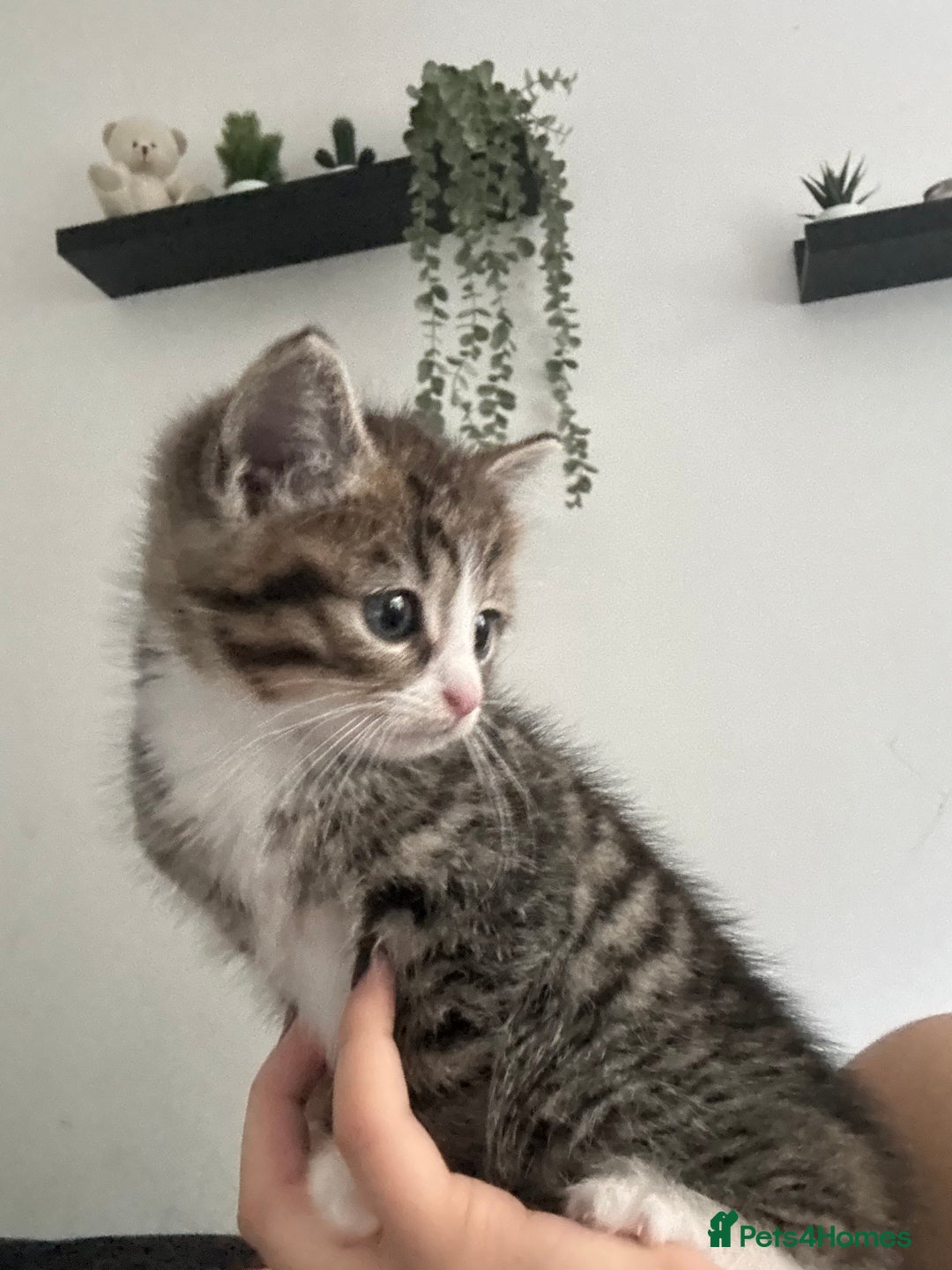 Mixed Breed cats for sale: Mixed Kittens - Image 10