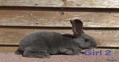 Rex rabbits - Advert 2