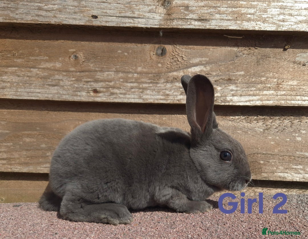 Rex rabbits for sale: Stunning rex - Image 3