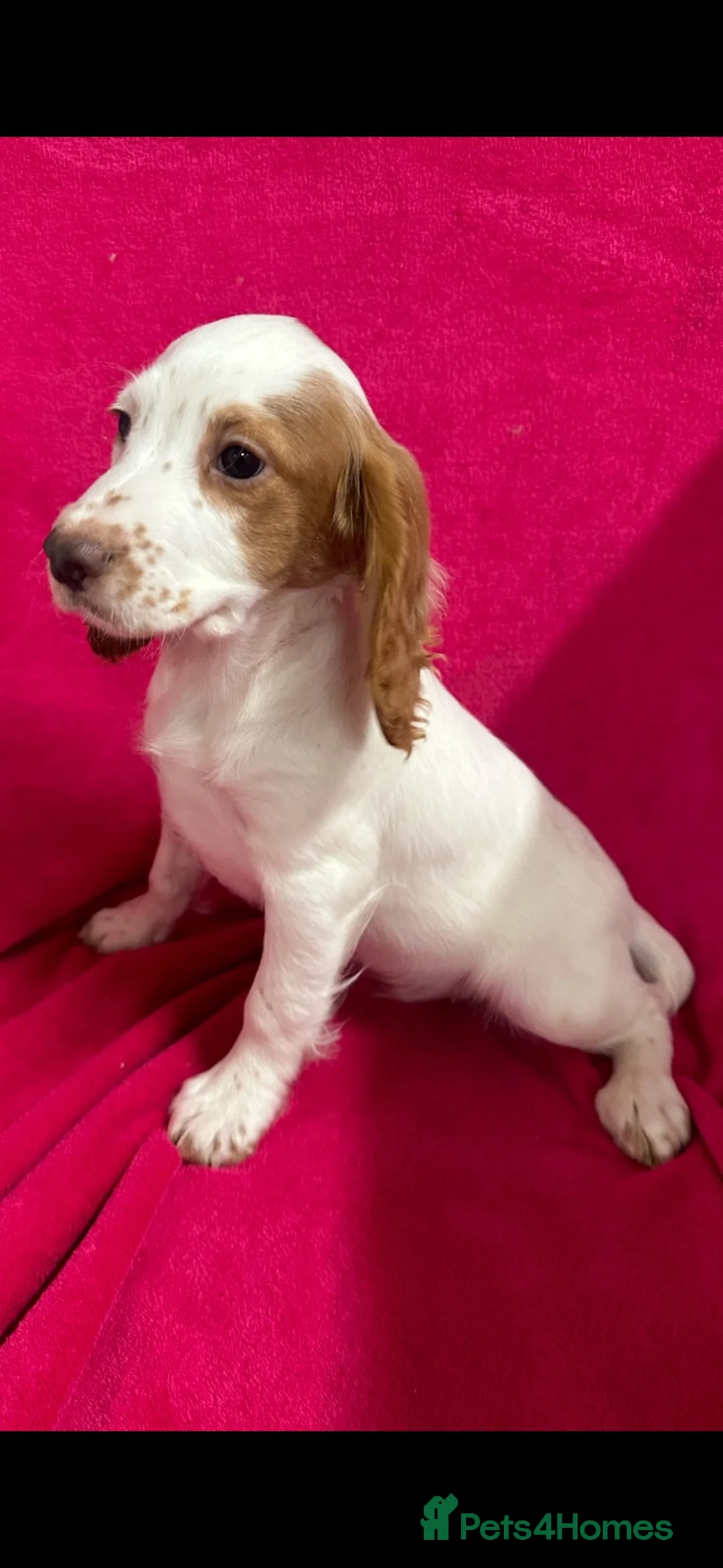 Cocker Spaniel dogs for sale: Hanscombe working cocker spaniel puppies - Advert 2