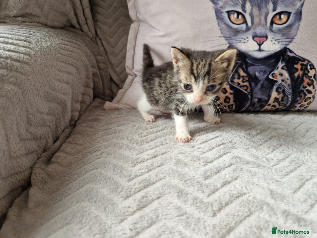 Mixed Breed cats for sale: Calico kittens. 1 girl 1 boy left - Image 10