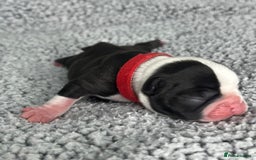 Boston Terrier dogs for sale: 🌟High Quality chunky KC Boston Terrier Puppies🌟 - Image 5