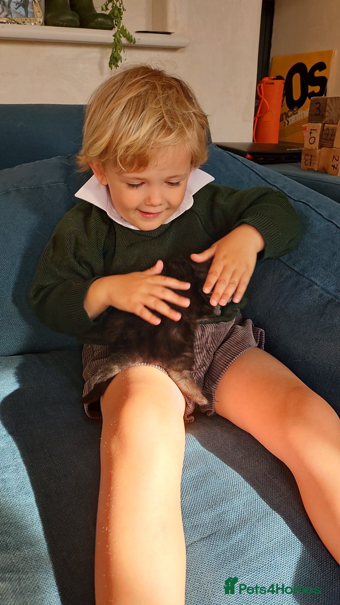 Persian cats for sale: Persian x kittens in Crewkerne - Advert 6