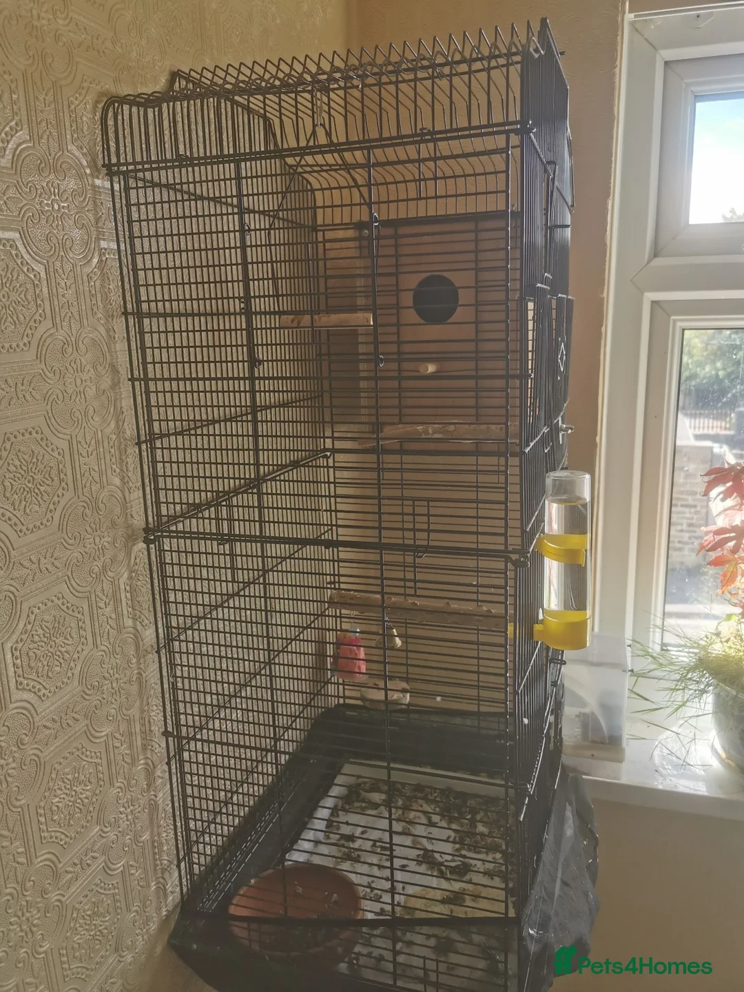 Lovebirds birds for sale: 2Lovebird for sell  in Huddersfield - Advert 2